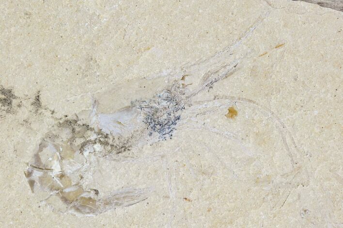 Cretaceous Fossil Shrimp - Lebanon #107675